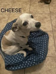Lost Male Dog last seen Barret and Nevin ave, Richmond, CA 94801