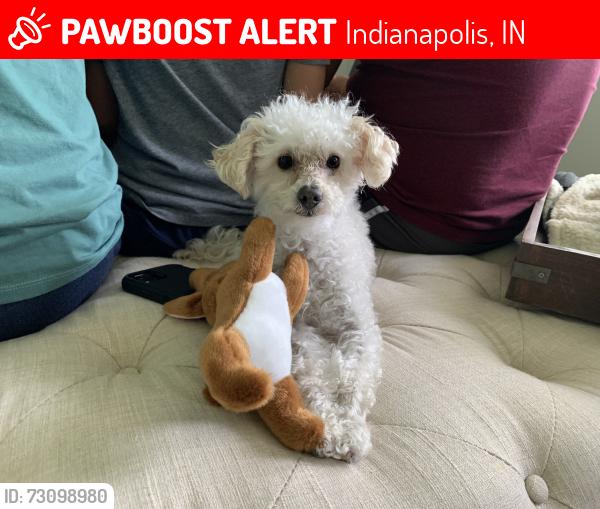 Lost Male Dog last seen 21st and Post, Indianapolis, IN 46219