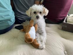 Lost Male Dog last seen 21st and Post, Indianapolis, IN 46219