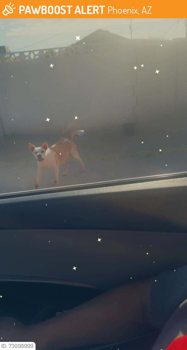 Found/Stray Female Dog last seen 41st ave between Monterey and Osborn rd, Phoenix, AZ 85051