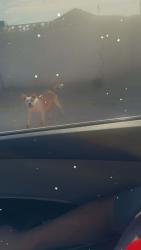 Found/Stray Female Dog last seen 41st ave between Monterey and Osborn rd, Phoenix, AZ 85051