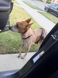 Found/Stray Unknown Dog last seen Van Ness and 65th LA, Los Angeles, CA 90047