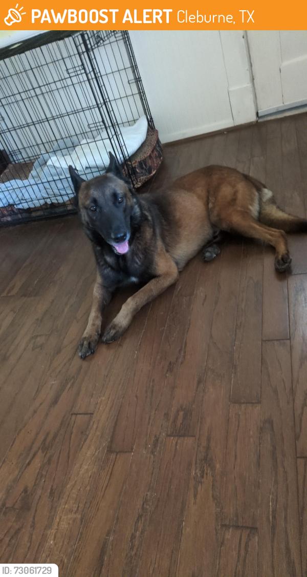 Found/Stray Male Dog last seen Westhill, Cleburne, TX 76033
