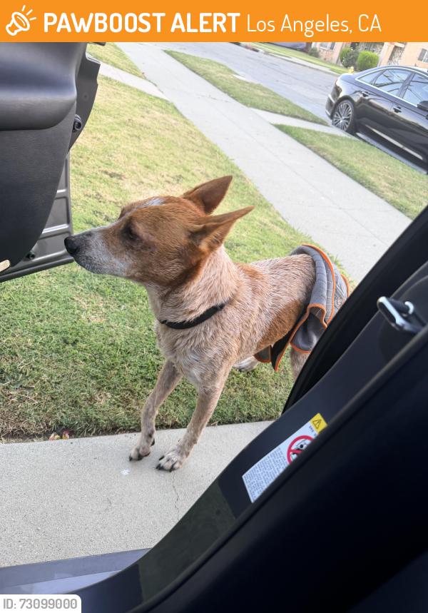 Found/Stray Unknown Dog last seen Van Ness and 65th LA, Los Angeles, CA 90047