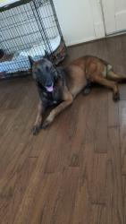 Found/Stray Male Dog last seen Westhill, Cleburne, TX 76033