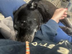 Reunited Male Dog last seen Near white rapids way, Greenville, SC 29617