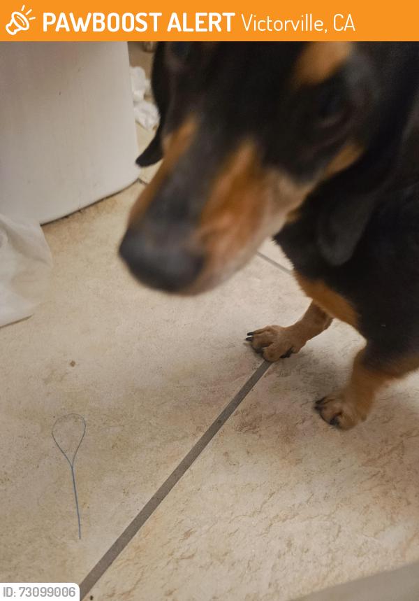 Found/Stray Male Dog last seen Rustic oak trl victorville ca, Victorville, CA 92392