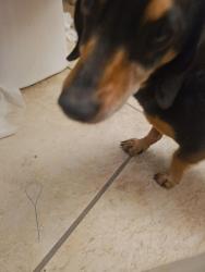 Found/Stray Male Dog last seen Rustic oak trl victorville ca, Victorville, CA 92392