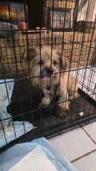 Found/Stray Male Dog last seen Tezel rd, San Antonio, TX 78250