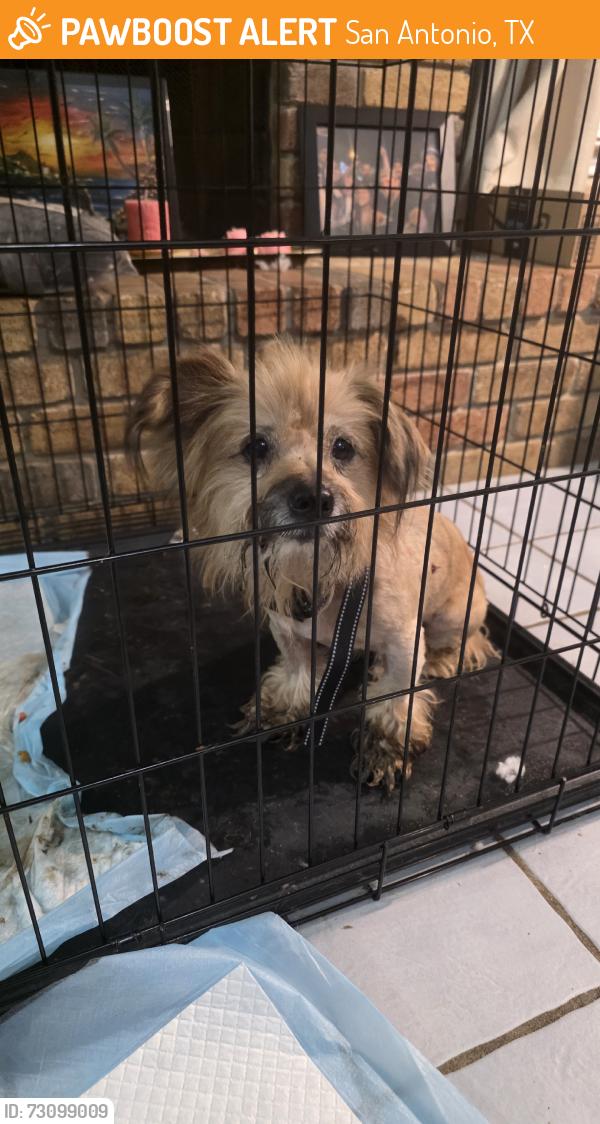 Found/Stray Male Dog last seen Tezel rd, San Antonio, TX 78250