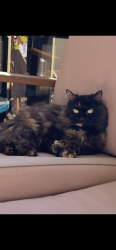 Lost Female Cat last seen Birch bay leisure park , Blaine, WA 98230