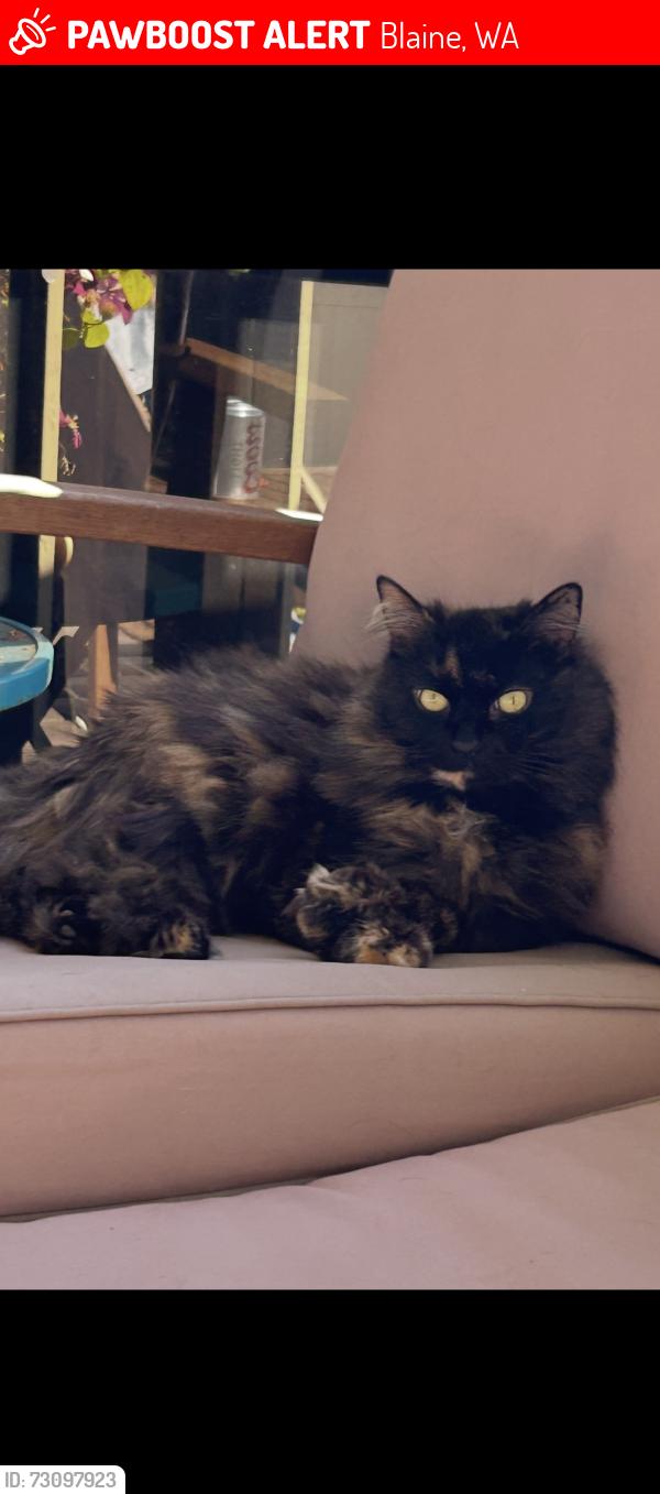 Lost Female Cat last seen Birch bay leisure park , Blaine, WA 98230