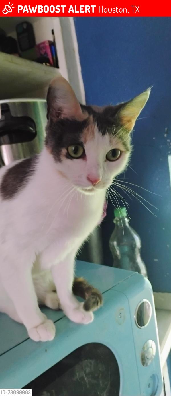 Lost Female Cat last seen Mason park, Houston, TX 77012