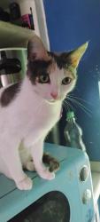 Lost Female Cat last seen Mason park, Houston, TX 77012