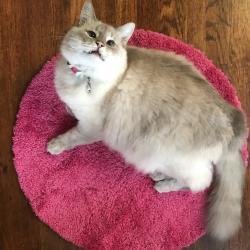 Reunited Female Cat last seen Near Cheney St, Worcester, MA 01610, USA, Worcester, MA 01610