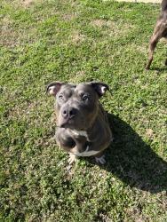 Lost Male Dog last seen Near n main st Columbia tn, Columbia, TN 38401