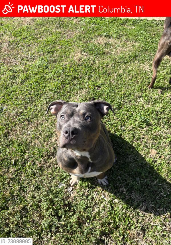 Lost Male Dog last seen Near n main st Columbia tn, Columbia, TN 38401