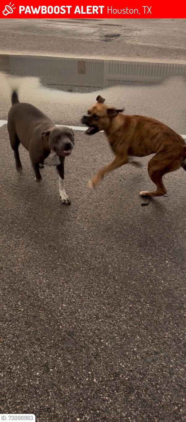 Lost Female Dog last seen Greenspoint Mall , Houston, TX 77060