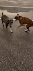 Lost Female Dog last seen Greenspoint Mall , Houston, TX 77060