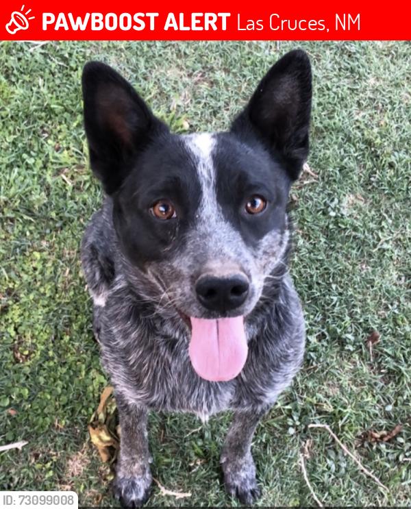 Lost Male Dog last seen R&C automotive on old road 292, Las Cruces, NM 88007