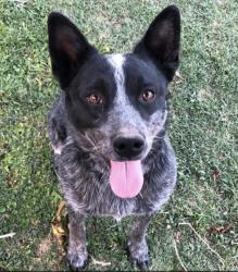 Lost Male Dog last seen R&C automotive on old road 292, Las Cruces, NM 88007