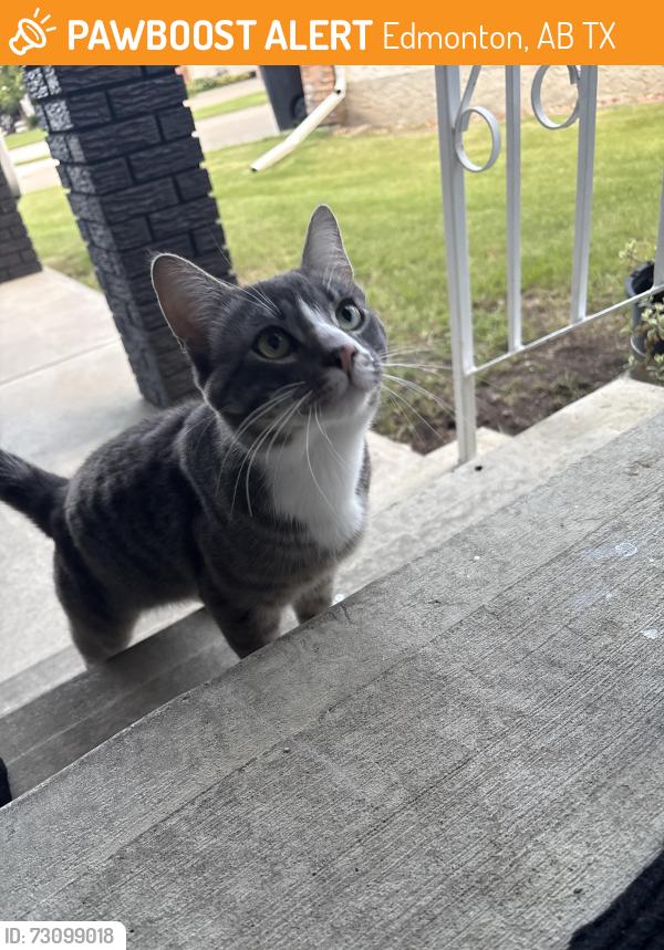 Found/Stray Male Cat last seen Beaumaris Park , Edmonton, AB T5X