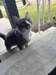 Found/Stray Male Cat last seen Beaumaris Park , Edmonton, AB T5X