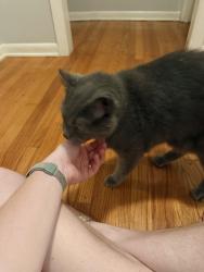 Reunited Male Cat last seen Home, Durham, NC 27707