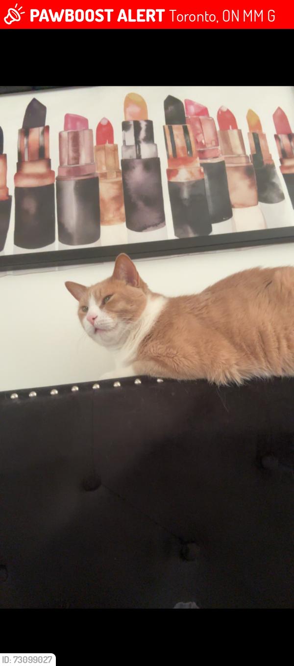 Lost Male Cat last seen Keele and Wilson toronto, Toronto, ON M3M 1G7