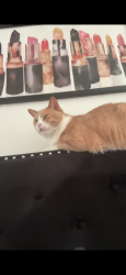 Lost Male Cat last seen Keele and Wilson toronto, Toronto, ON M3M 1G7