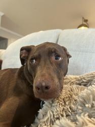 Lost Female Dog last seen Kellog loop, Livermore, CA 94550
