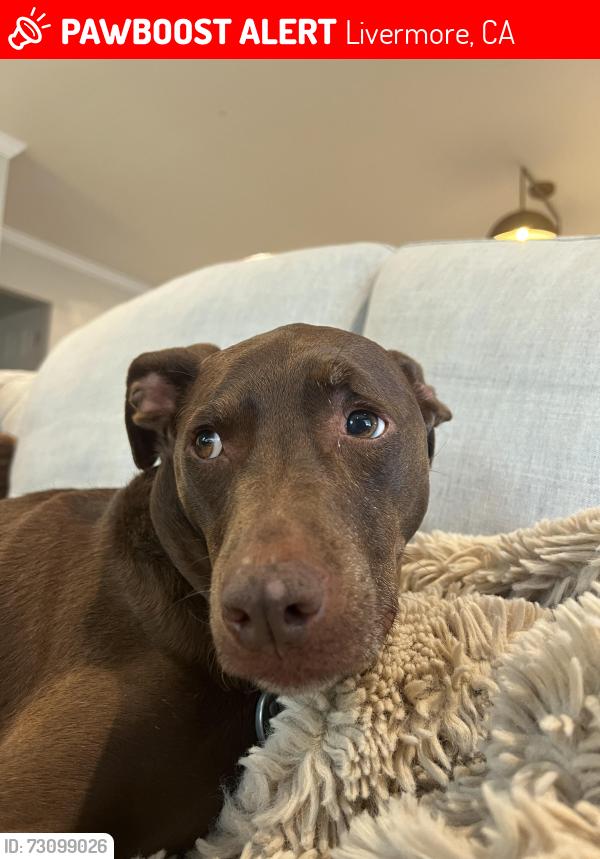 Lost Female Dog last seen Kellog loop, Livermore, CA 94550