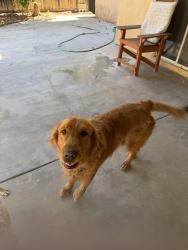 Lost Male Dog last seen Eucalyptus and lasselle, Moreno Valley, CA 92555