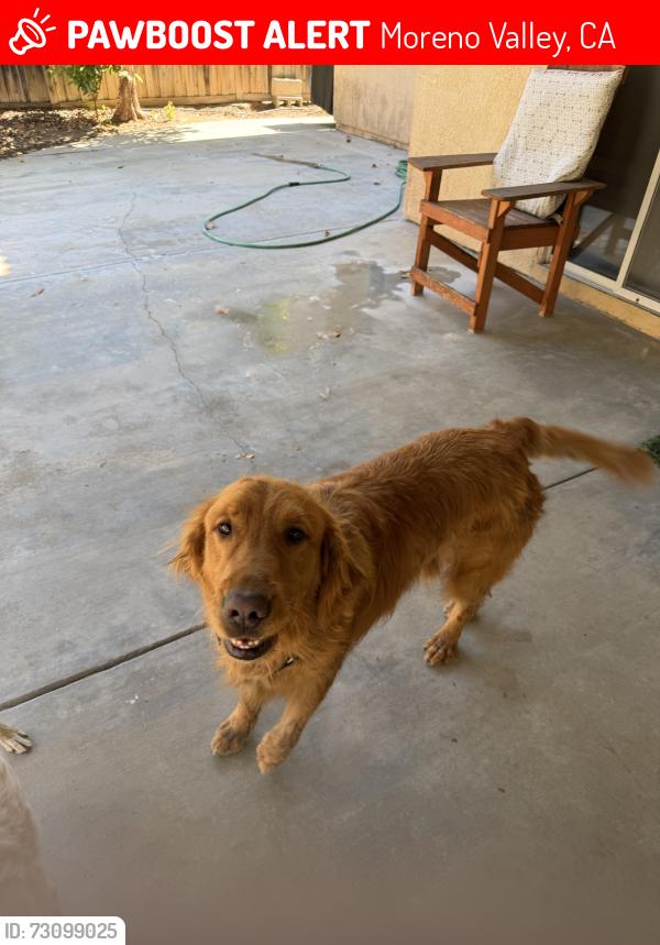 Lost Male Dog last seen Eucalyptus and lasselle, Moreno Valley, CA 92555