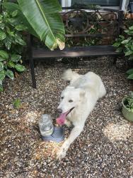 Found/Stray Male Dog last seen Wood River, Spring, TX 77373