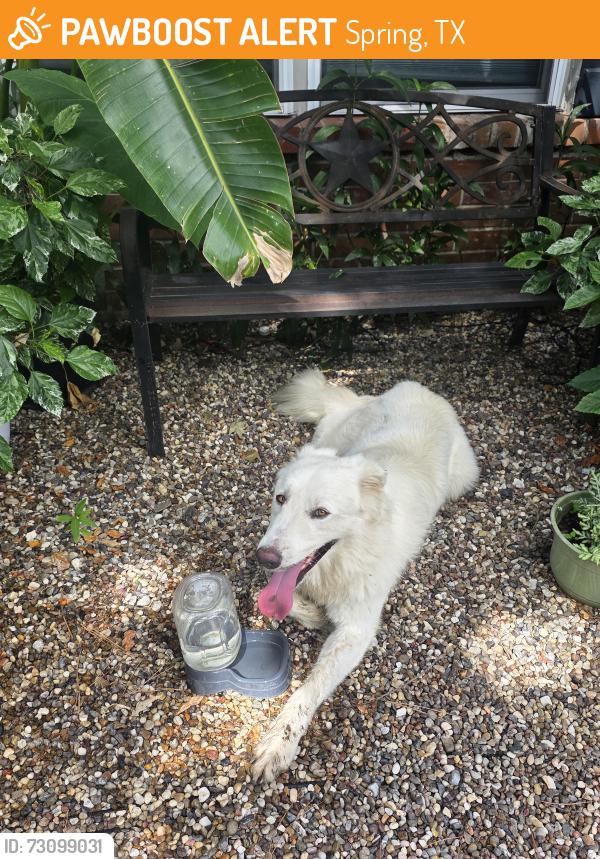 Found/Stray Male Dog last seen Wood River, Spring, TX 77373