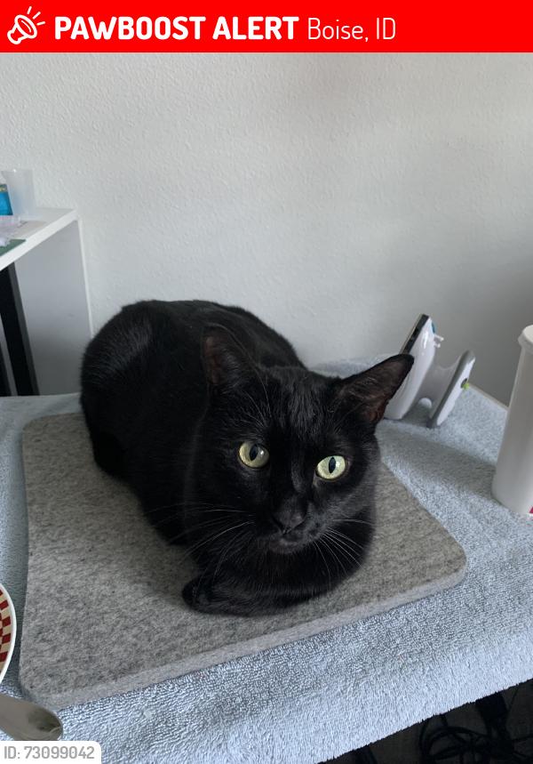 Lost Male Cat last seen Liberty, Boise, ID 83704
