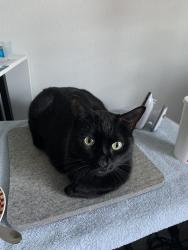 Lost Male Cat last seen Liberty, Boise, ID 83704