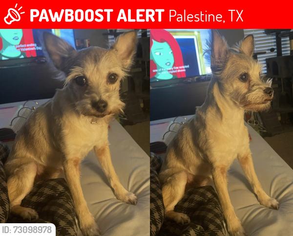 Lost Female Dog last seen Near 201 An County Road 425, Palestine, TX 75803