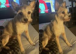 Lost Female Dog last seen Near 201 An County Road 425, Palestine, TX 75803