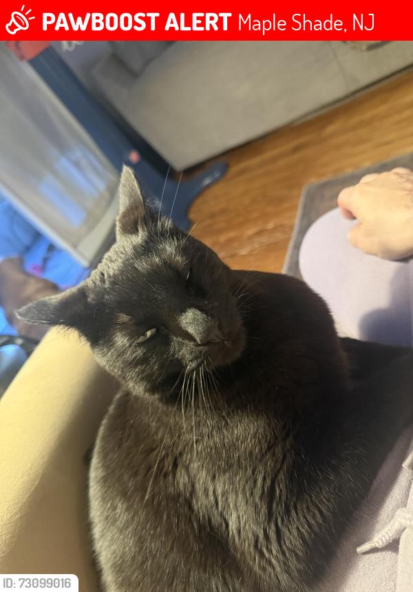 Lost Male Cat last seen Mill rd and spruce ave, Maple Shade, NJ 08052