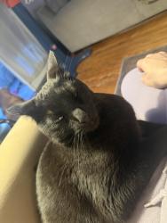 Lost Male Cat last seen Mill rd and spruce ave, Maple Shade, NJ 08052