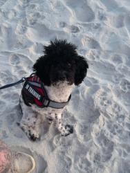 Reunited Male Dog last seen La Bella Inn, Daytona Beach, FL 32118