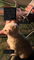 Lost Female Dog last seen Herndon rd, Hatch rd, Modesto, CA 95351