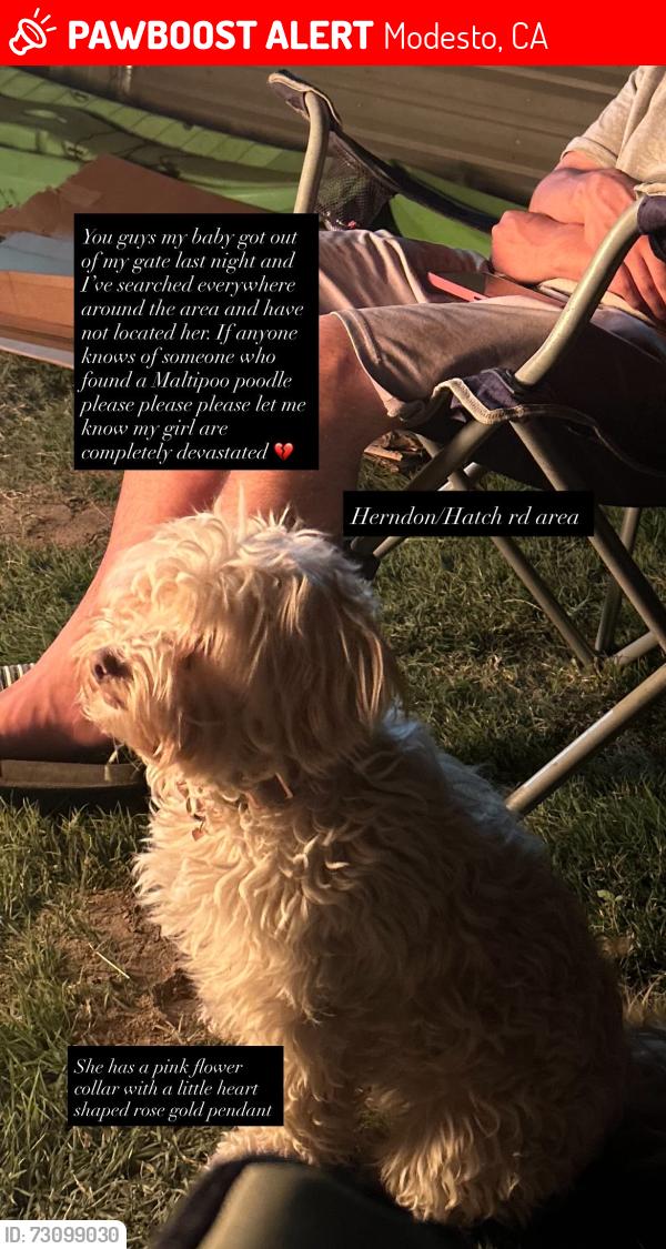 Lost Female Dog last seen Herndon rd, Hatch rd, Modesto, CA 95351