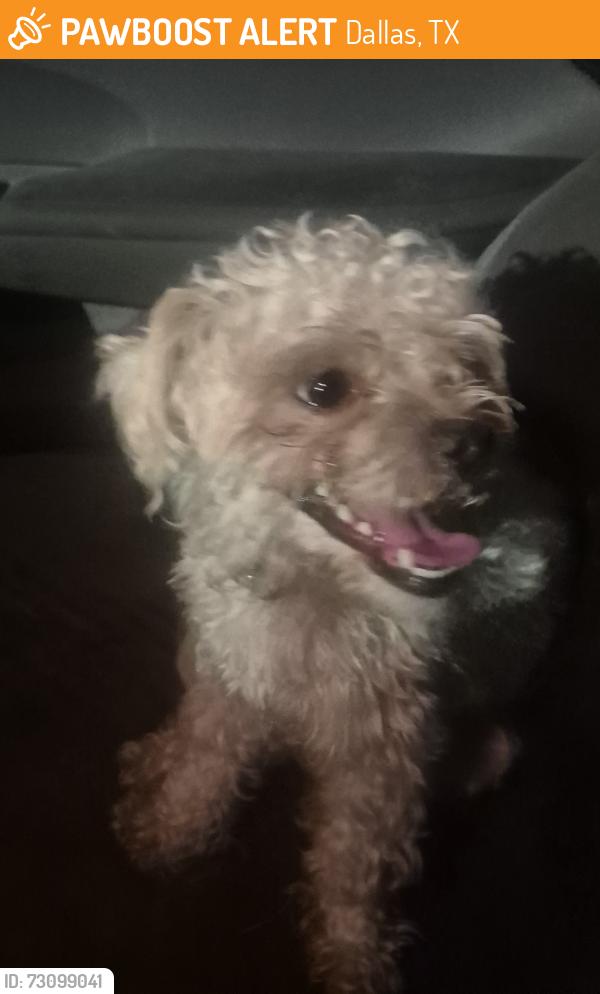 Found/Stray Male Dog last seen Anne Frank Elementary School, Dallas, TX 75254