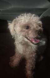 Found/Stray Male Dog last seen Anne Frank Elementary School, Dallas, TX 75254