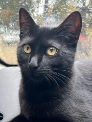 Lost Female Cat last seen 180th Street and 22nd Ave East , 98445, Frederickson, WA 98445