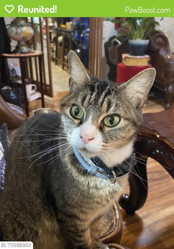 Reunited Male Cat last seen Near Elinora Dr, Pleasant Hill, CA 94523, USA, Pleasant Hill, CA 94523