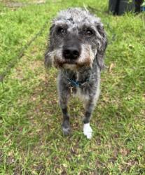 Lost Male Dog last seen McDonald’s on Danville -, Decatur, AL 35609